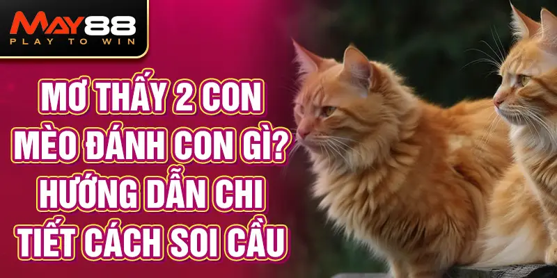 Mơ thấy 2 con mèo đánh con gì? Hướng dẫn chi tiết cách soi cầu